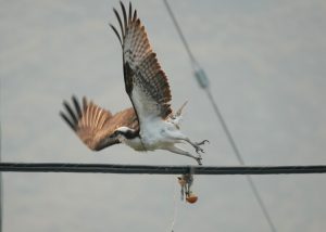 Lire la suite à propos de l’article Ma passion pour la photographie des oiseaux