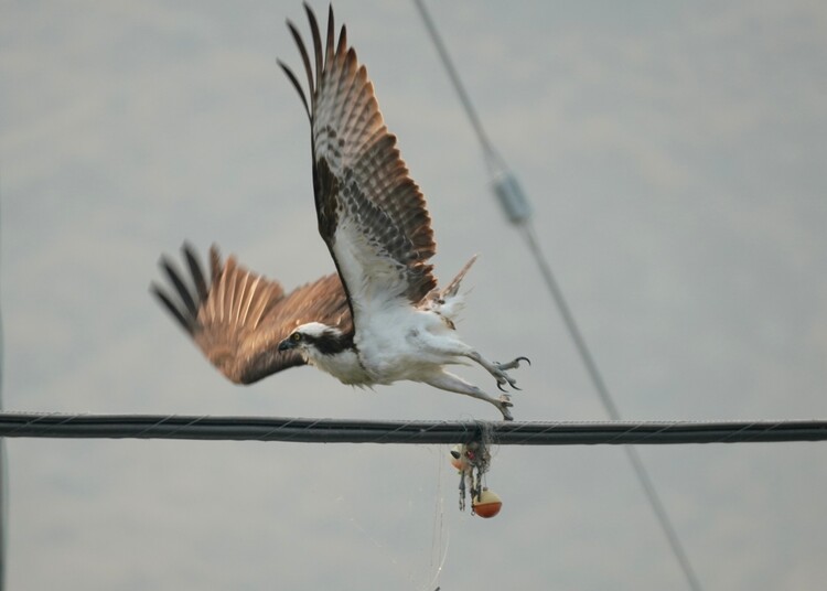 Lire la suite à propos de l’article Ma passion pour la photographie des oiseaux