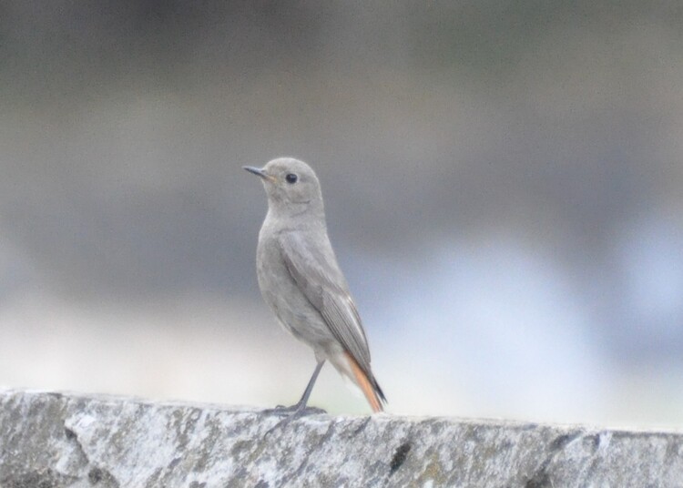 Lire la suite à propos de l’article Penser le « vieillir »